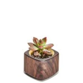 Planter (Brass / Short)