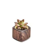 Planter (Brass / Short)